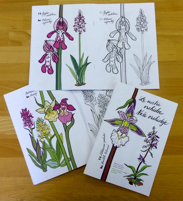 Orchidejové omalovánky byly vydány v rámci několikaletého italsko-českého ochranářského projektu LIFEorchids (foto ČSOP)
